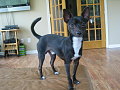 Milo 8 months old!